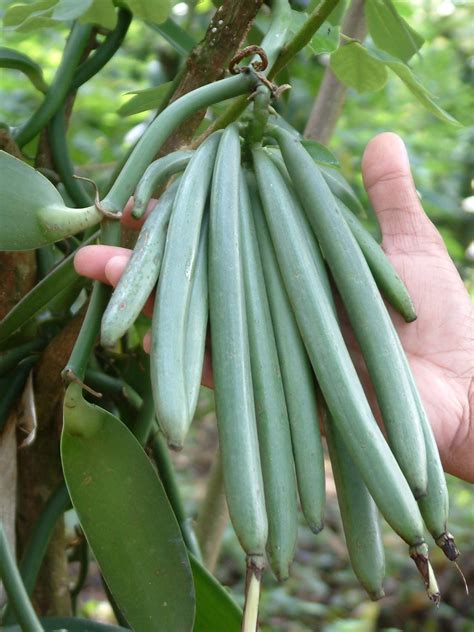 Vanilla pod .